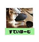 柴犬花ちゃん、神戸在住（個別スタンプ：11）
