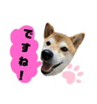 柴犬花ちゃん、神戸在住（個別スタンプ：12）