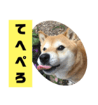 柴犬花ちゃん、神戸在住（個別スタンプ：13）