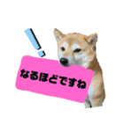 柴犬花ちゃん、神戸在住（個別スタンプ：14）
