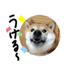 柴犬花ちゃん、神戸在住（個別スタンプ：17）