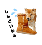 柴犬花ちゃん、神戸在住（個別スタンプ：18）