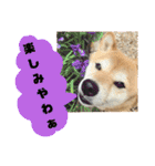 柴犬花ちゃん、神戸在住（個別スタンプ：19）