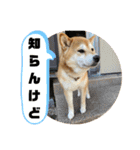 柴犬花ちゃん、神戸在住（個別スタンプ：21）