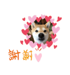 柴犬花ちゃん、神戸在住（個別スタンプ：22）