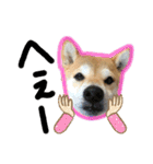 柴犬花ちゃん、神戸在住（個別スタンプ：23）