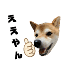 柴犬花ちゃん、神戸在住（個別スタンプ：24）