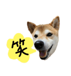 柴犬花ちゃん、神戸在住（個別スタンプ：25）