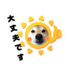 柴犬花ちゃん、神戸在住（個別スタンプ：26）