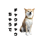 柴犬花ちゃん、神戸在住（個別スタンプ：27）