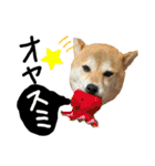 柴犬花ちゃん、神戸在住（個別スタンプ：28）