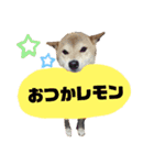 柴犬花ちゃん、神戸在住（個別スタンプ：29）