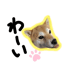 柴犬花ちゃん、神戸在住（個別スタンプ：30）