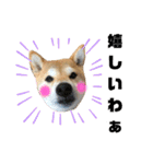 柴犬花ちゃん、神戸在住（個別スタンプ：31）