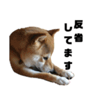 柴犬花ちゃん、神戸在住（個別スタンプ：32）