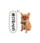 もっち王子2（個別スタンプ：5）