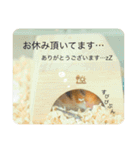 ゴールデンハムスターのこなつくん（個別スタンプ：3）