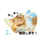 ゴールデンハムスターのこなつくん（個別スタンプ：6）