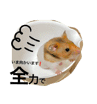 ゴールデンハムスターのこなつくん（個別スタンプ：7）