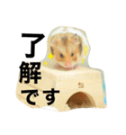 ゴールデンハムスターのこなつくん（個別スタンプ：8）