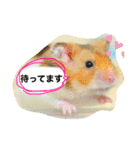 ゴールデンハムスターのこなつくん（個別スタンプ：9）
