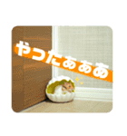 ゴールデンハムスターのこなつくん（個別スタンプ：15）