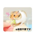 ゴールデンハムスターのこなつくん（個別スタンプ：20）