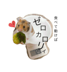ゴールデンハムスターのこなつくん（個別スタンプ：21）