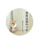 ゴールデンハムスターのこなつくん（個別スタンプ：24）