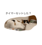 まるのスタンプにゃん（個別スタンプ：4）