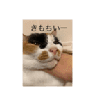 まるのスタンプにゃん（個別スタンプ：7）