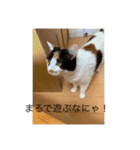 まるのスタンプにゃん（個別スタンプ：11）