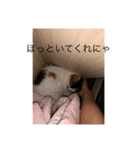 まるのスタンプにゃん（個別スタンプ：12）