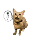 ベルだよ！（吹き出し）（個別スタンプ：1）