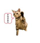 ベルだよ！（吹き出し）（個別スタンプ：2）