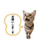 ベルだよ！（吹き出し）（個別スタンプ：3）