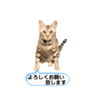ベルだよ！（吹き出し）（個別スタンプ：4）