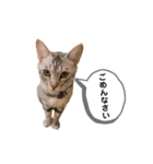 ベルだよ！（吹き出し）（個別スタンプ：5）