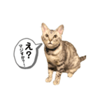 ベルだよ！（吹き出し）（個別スタンプ：6）