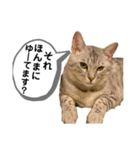 ベルだよ！（吹き出し）（個別スタンプ：7）