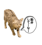 ベルだよ！（吹き出し）（個別スタンプ：8）