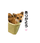 豆柴のまめ太（個別スタンプ：2）