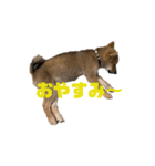 我が家のイッヌは豆柴（個別スタンプ：1）