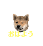 我が家のイッヌは豆柴（個別スタンプ：8）