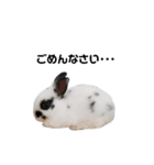 うさぎのおーちゃん（個別スタンプ：5）