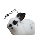 うさぎのおーちゃん（個別スタンプ：7）