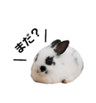 うさぎのおーちゃん（個別スタンプ：9）