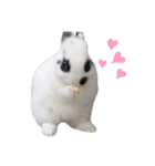 うさぎのおーちゃん（個別スタンプ：16）
