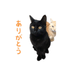りんとバロンとジジは仲良し（個別スタンプ：1）