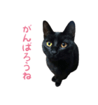 りんとバロンとジジは仲良し（個別スタンプ：2）